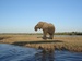 Bild: Chobe-Nationalpark