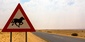Bild: Die Wildpferde der Namib