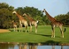Bild: Golf: Hans Merensky Golf Course