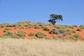 Bild: Namib Rand