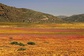 Bild: Namaqualand