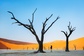 Bild: Sossusvlei