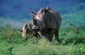 Bild: Hluhluwe-Umfolozi Nationalpark