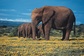 Bild: Addo Elephant-Nationalpark
